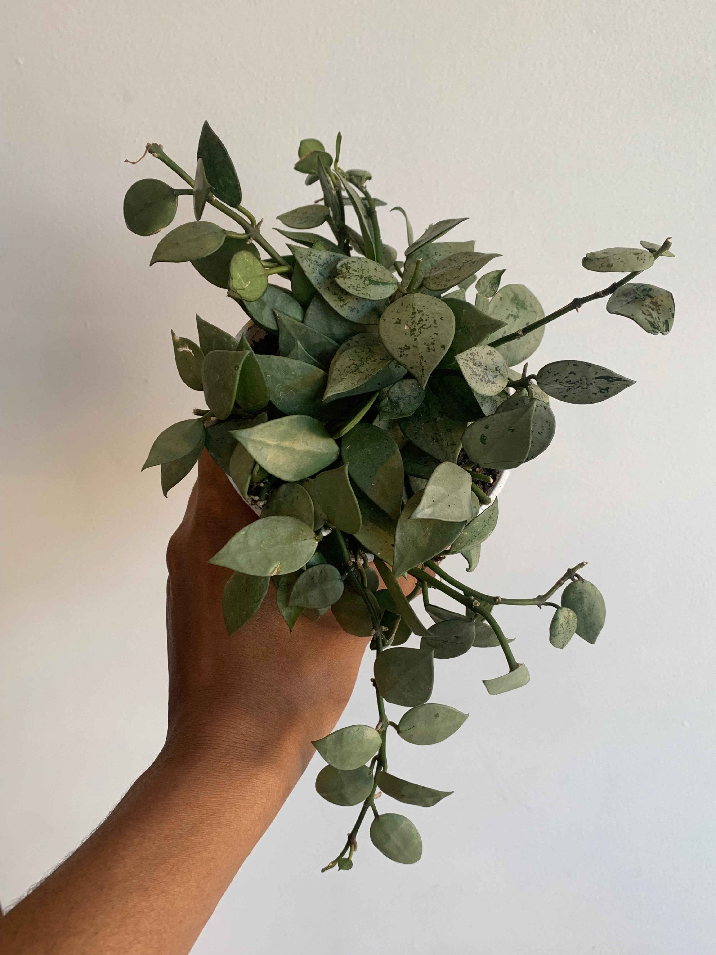Hoya Krohniana Super Silver