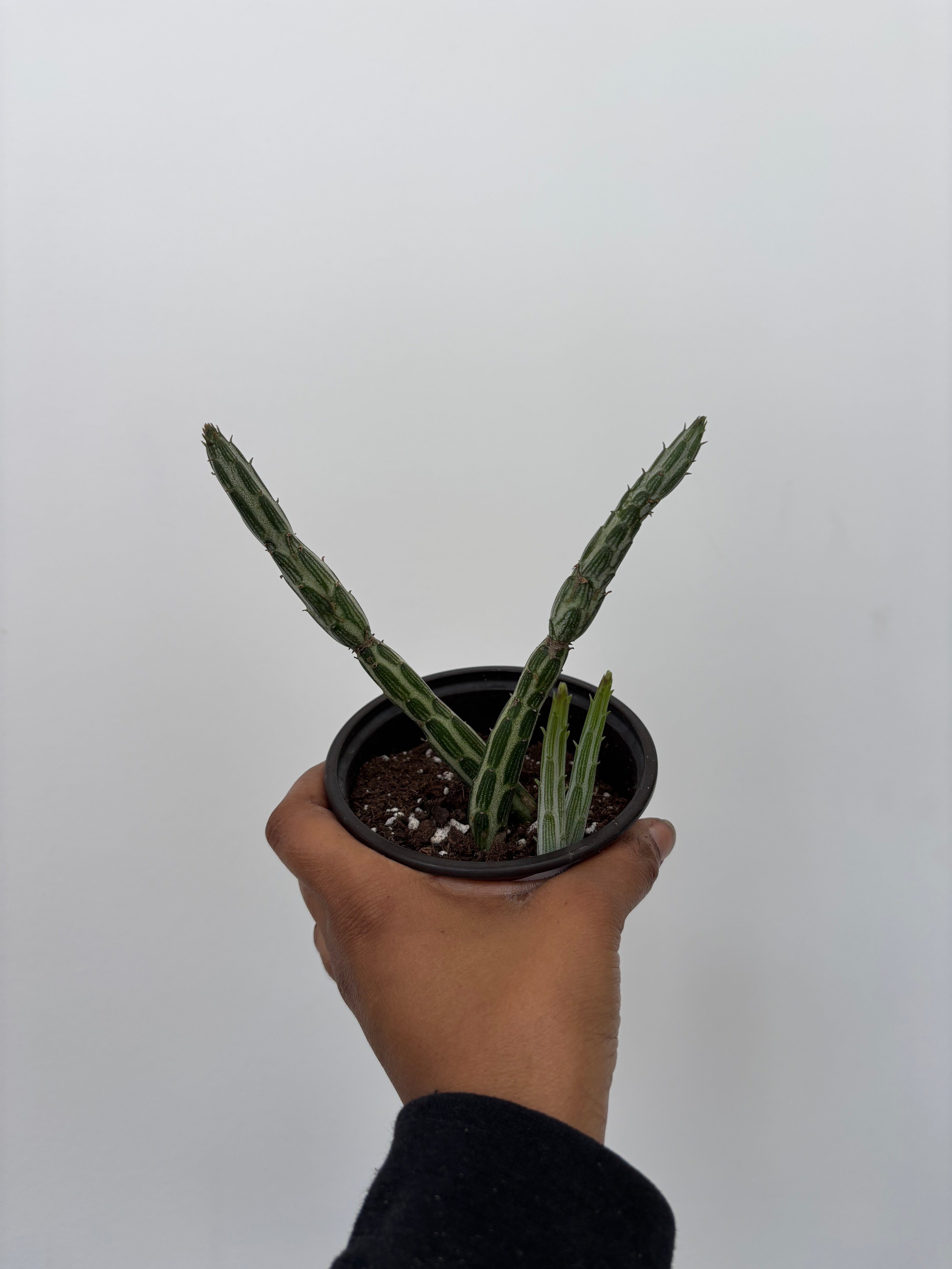 Senecio stapelliformis, Pickle plant