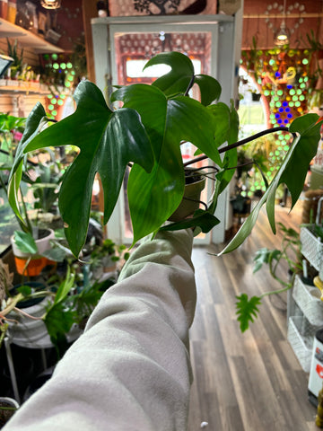 Philodendron Florida Green