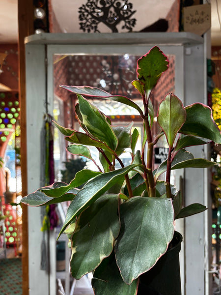 Peperomia Clusiifolia, Tricolor