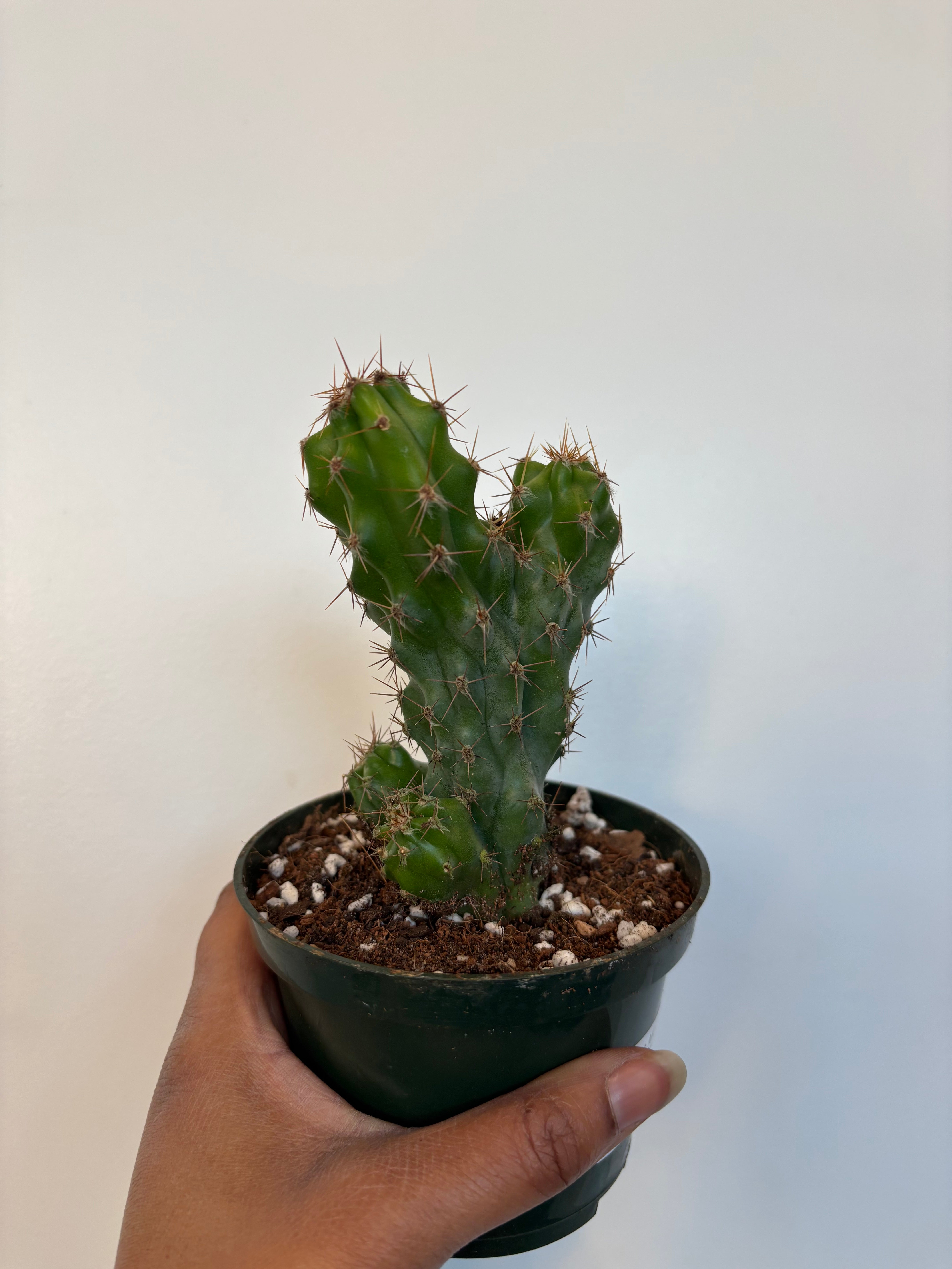 Cereus Montrose Cactus