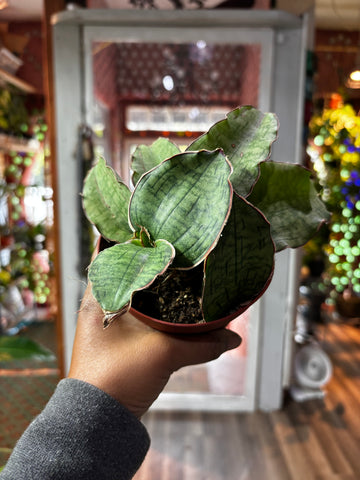 Sansevieria Cleopatra