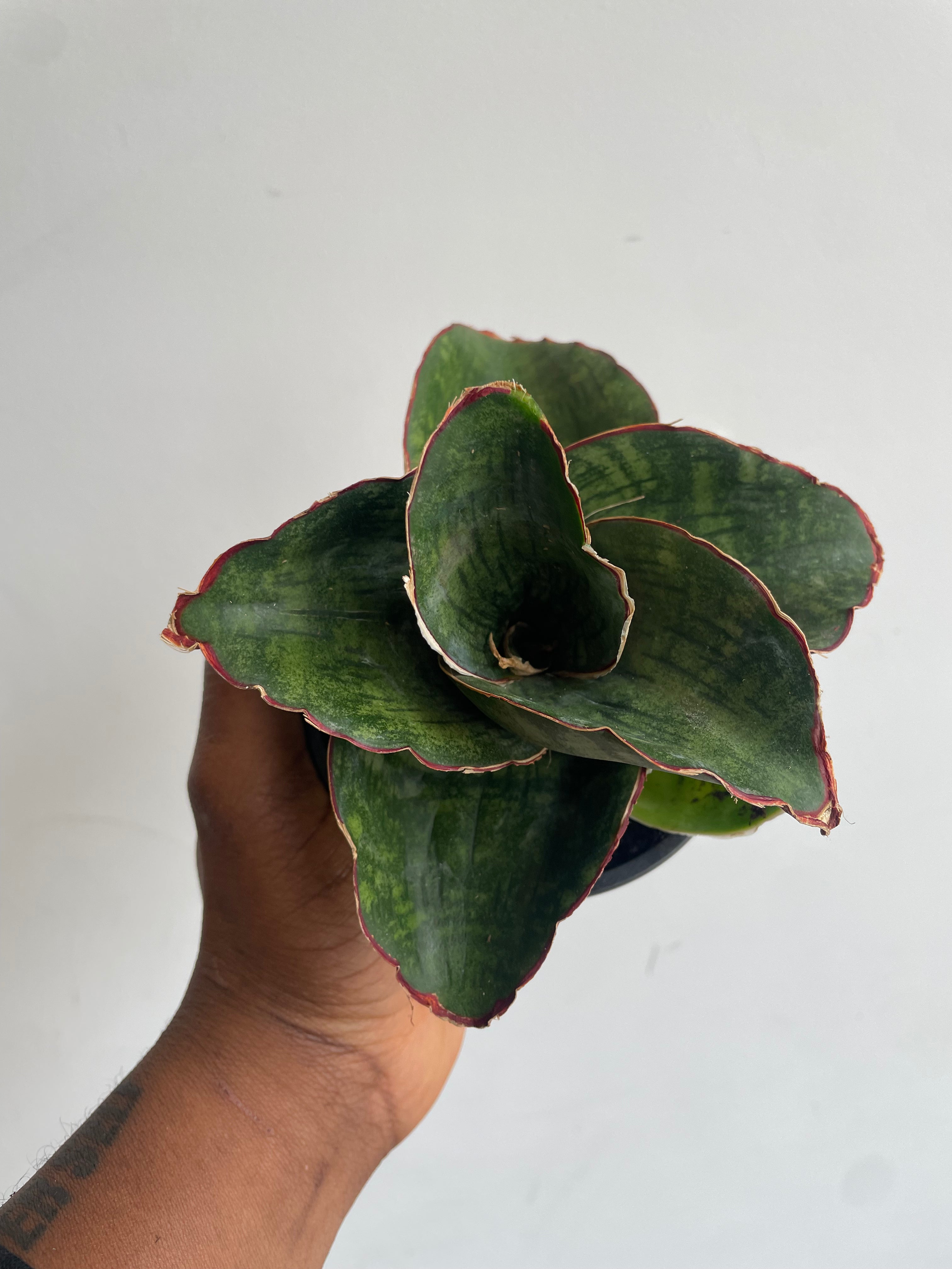 Sansevieria Ehrenbergii Samurai