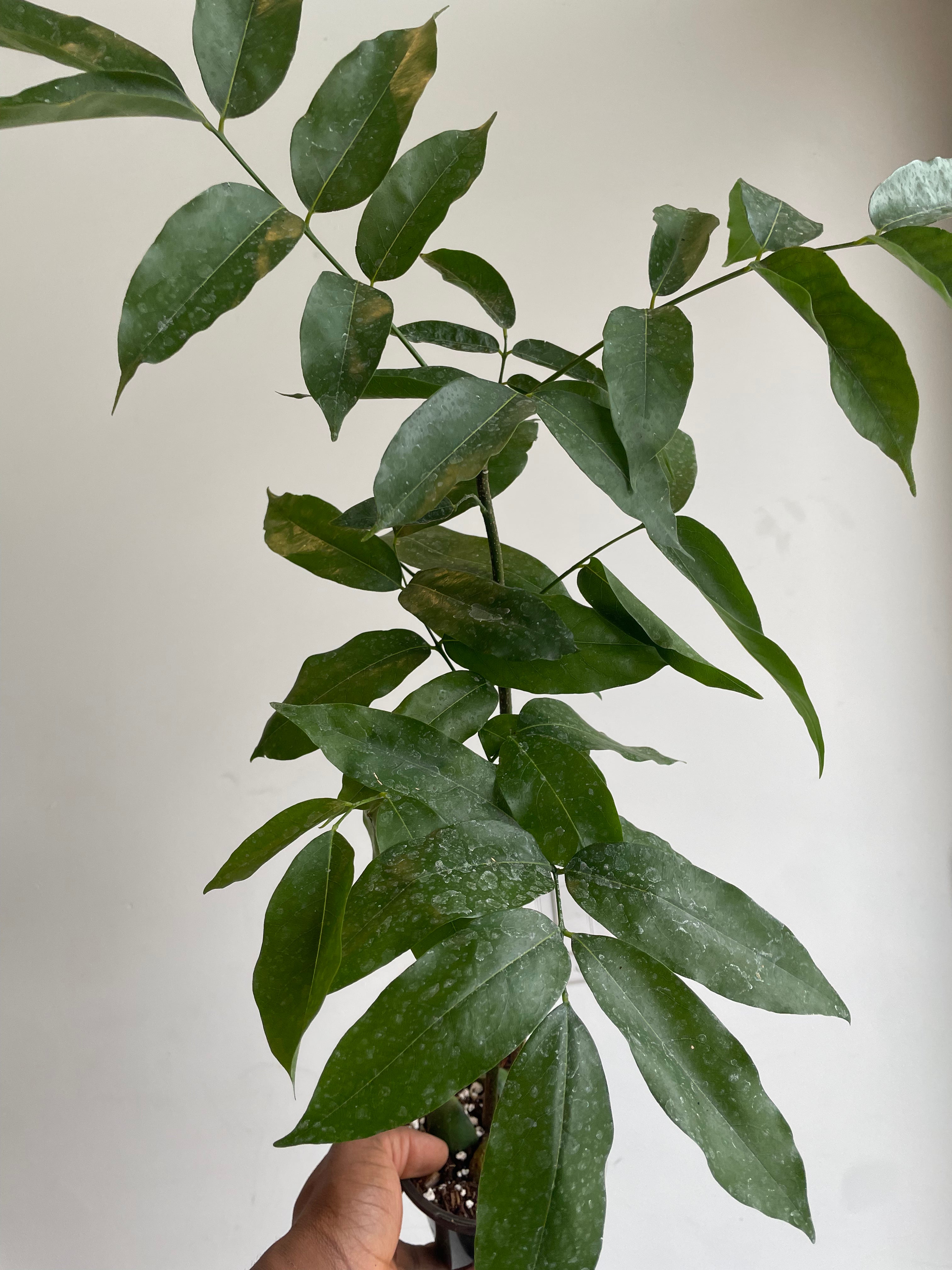 Castanospermum australe, Lucky Bean