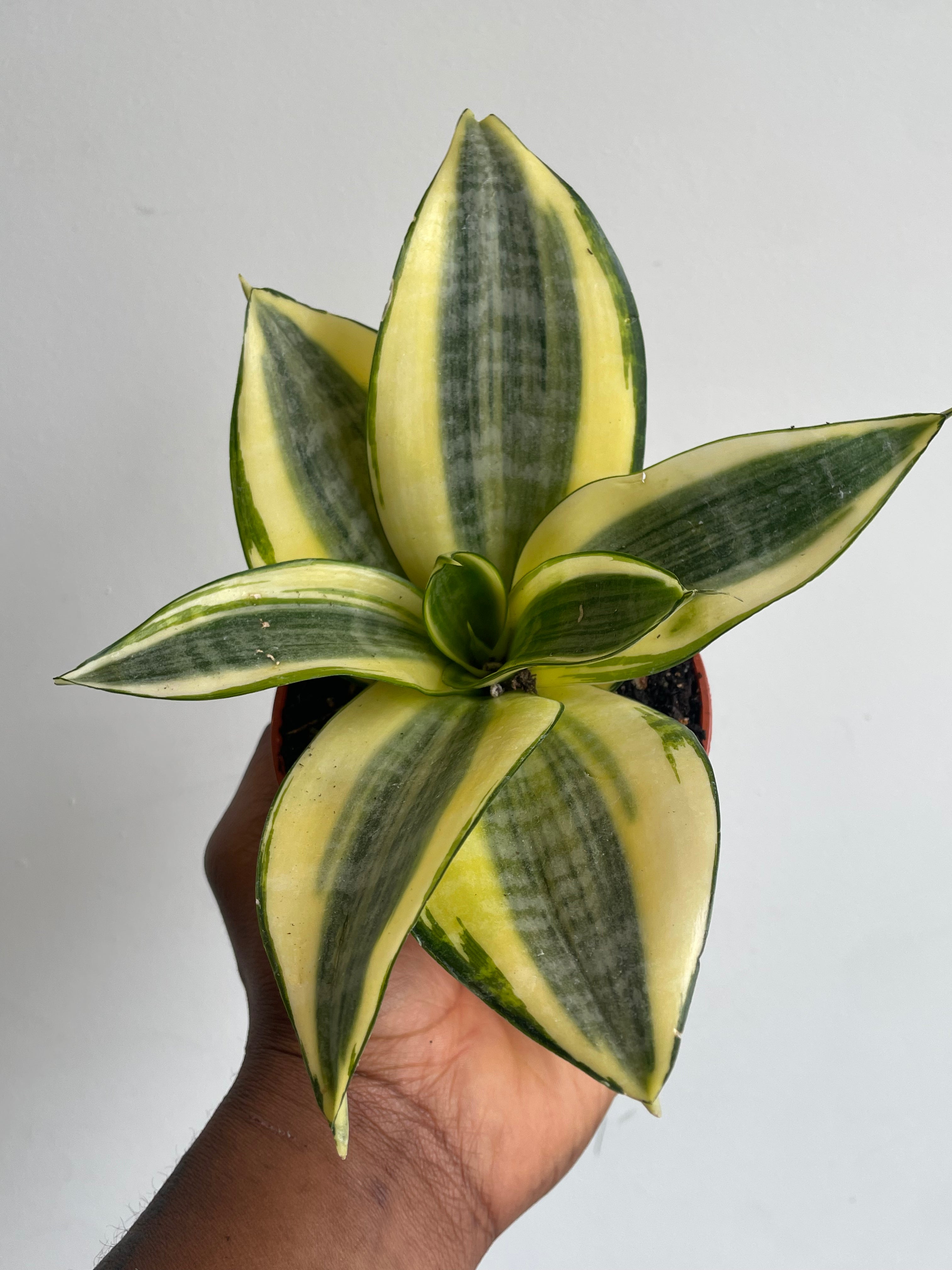 Sansevieria Golden Hahnii