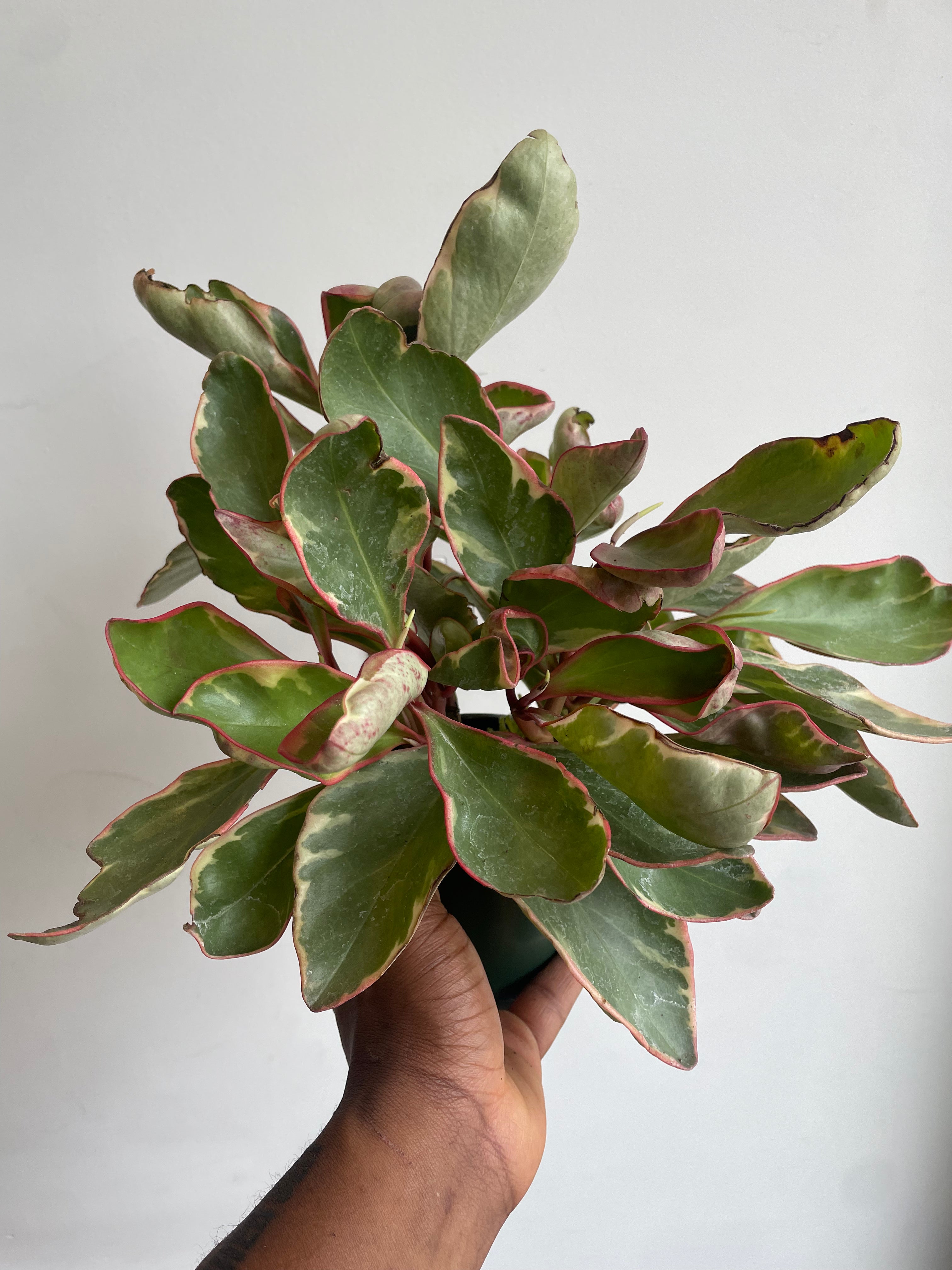 Peperomia Clusiifolia, Tricolor
