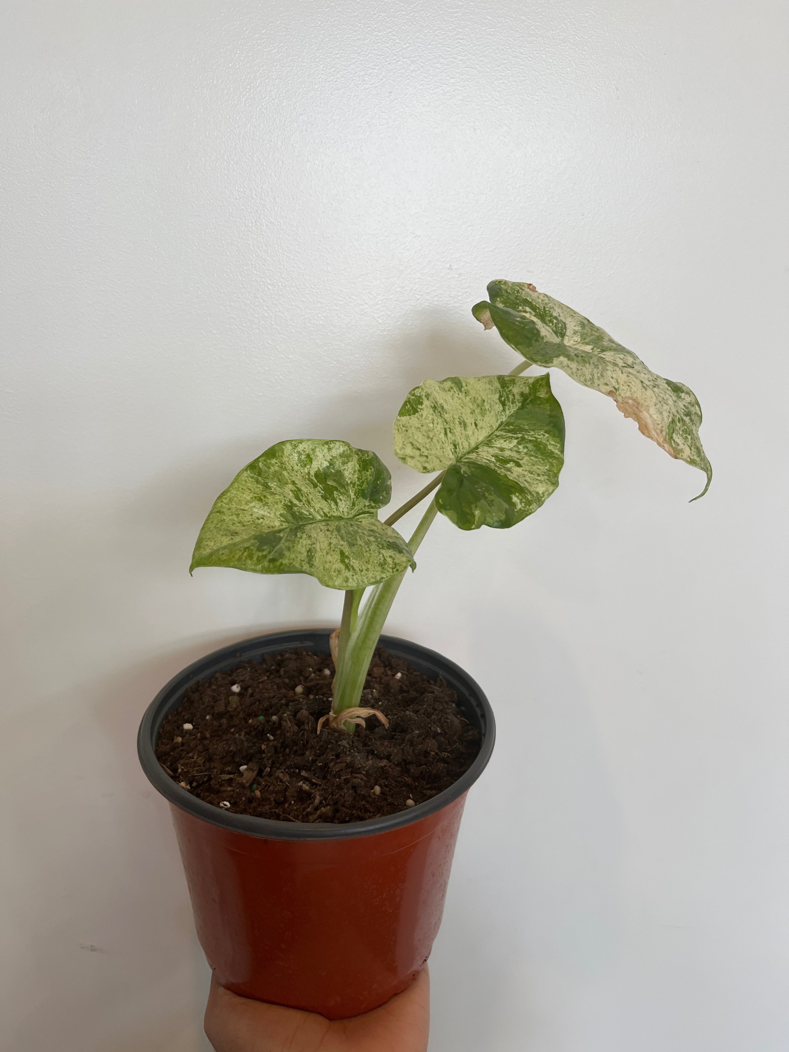 Alocasia Regal Shield