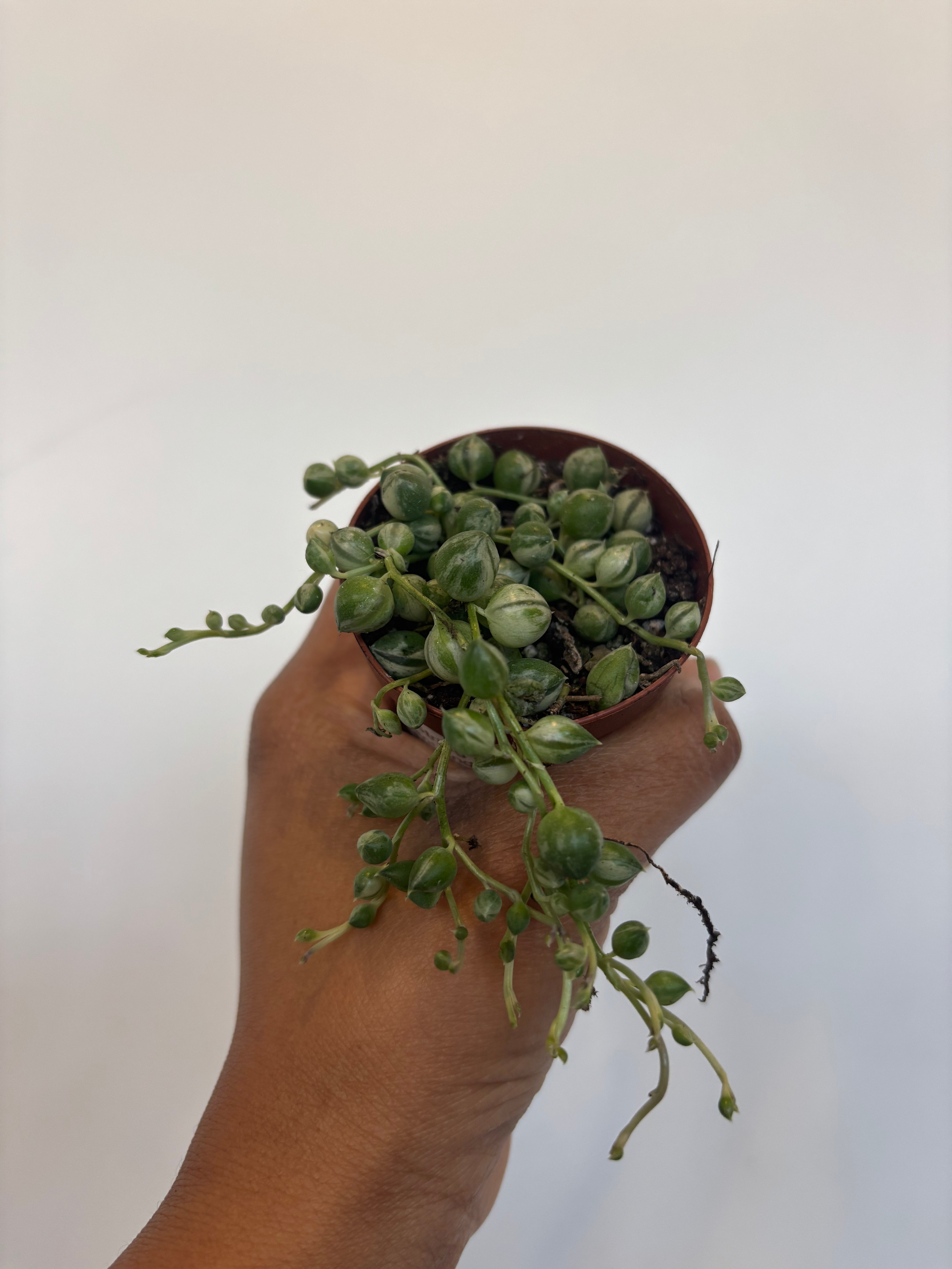 Variegated String of Pearls