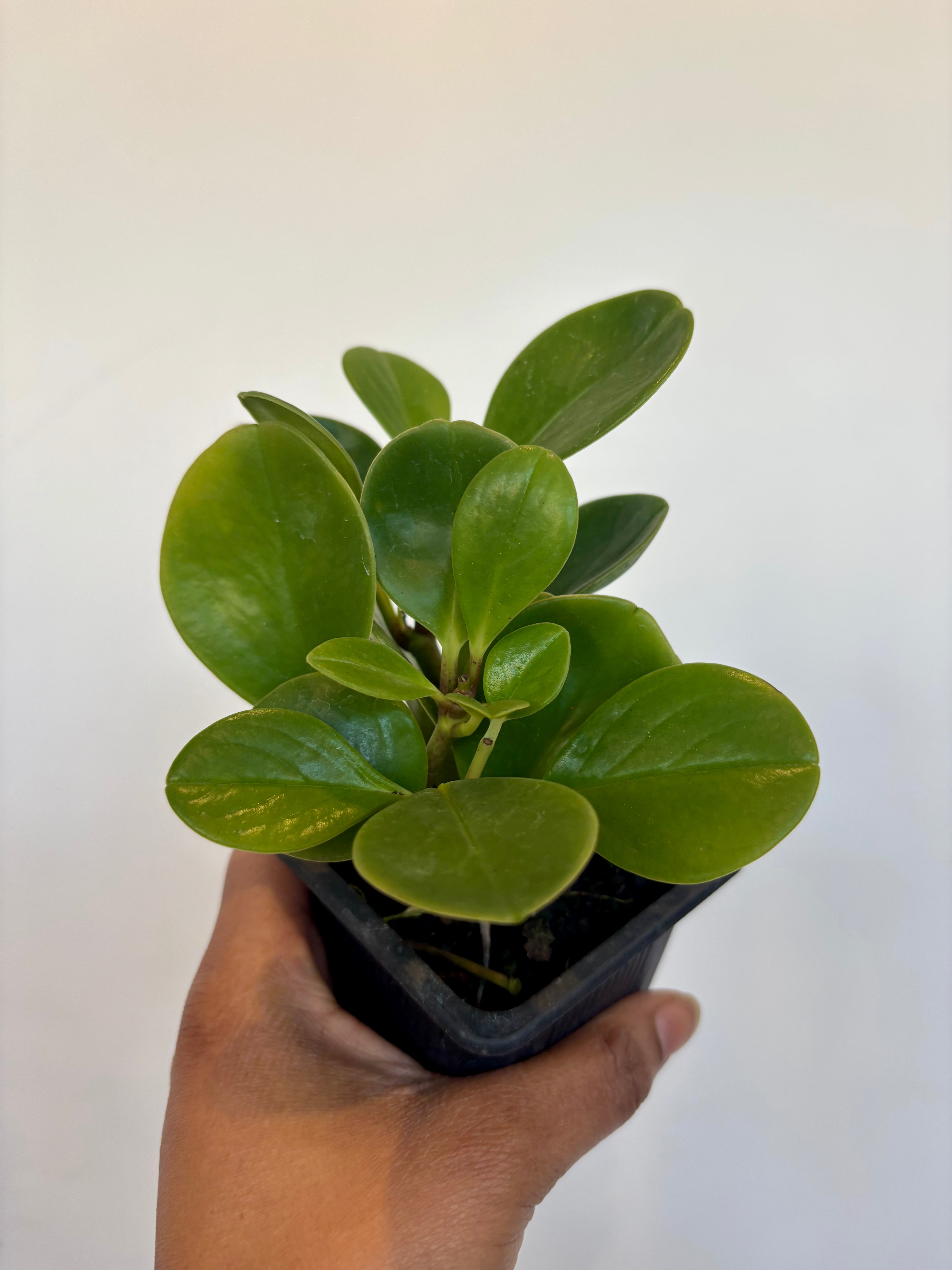 Peperomia Obtusifolia
