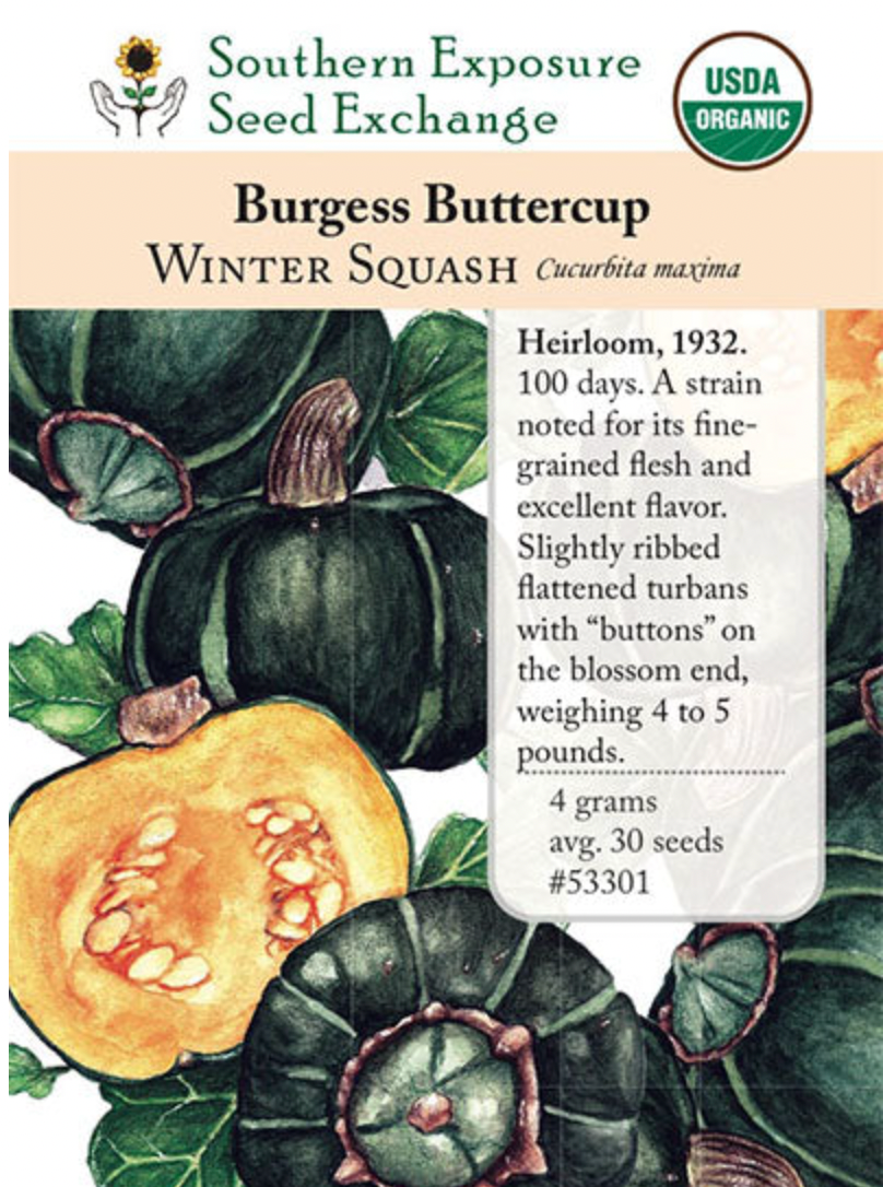 Buttercup, Burgess Squash Seeds Plant and People