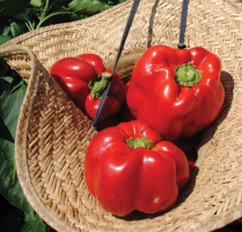 Bull Nose (Large Sweet Spanish) Pepper Seeds