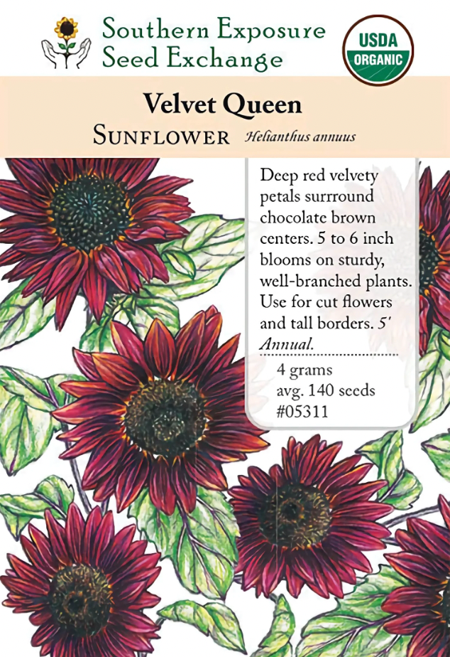 Velvet Queen Sunflower
