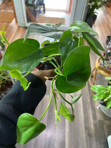 heart leaf philodendron