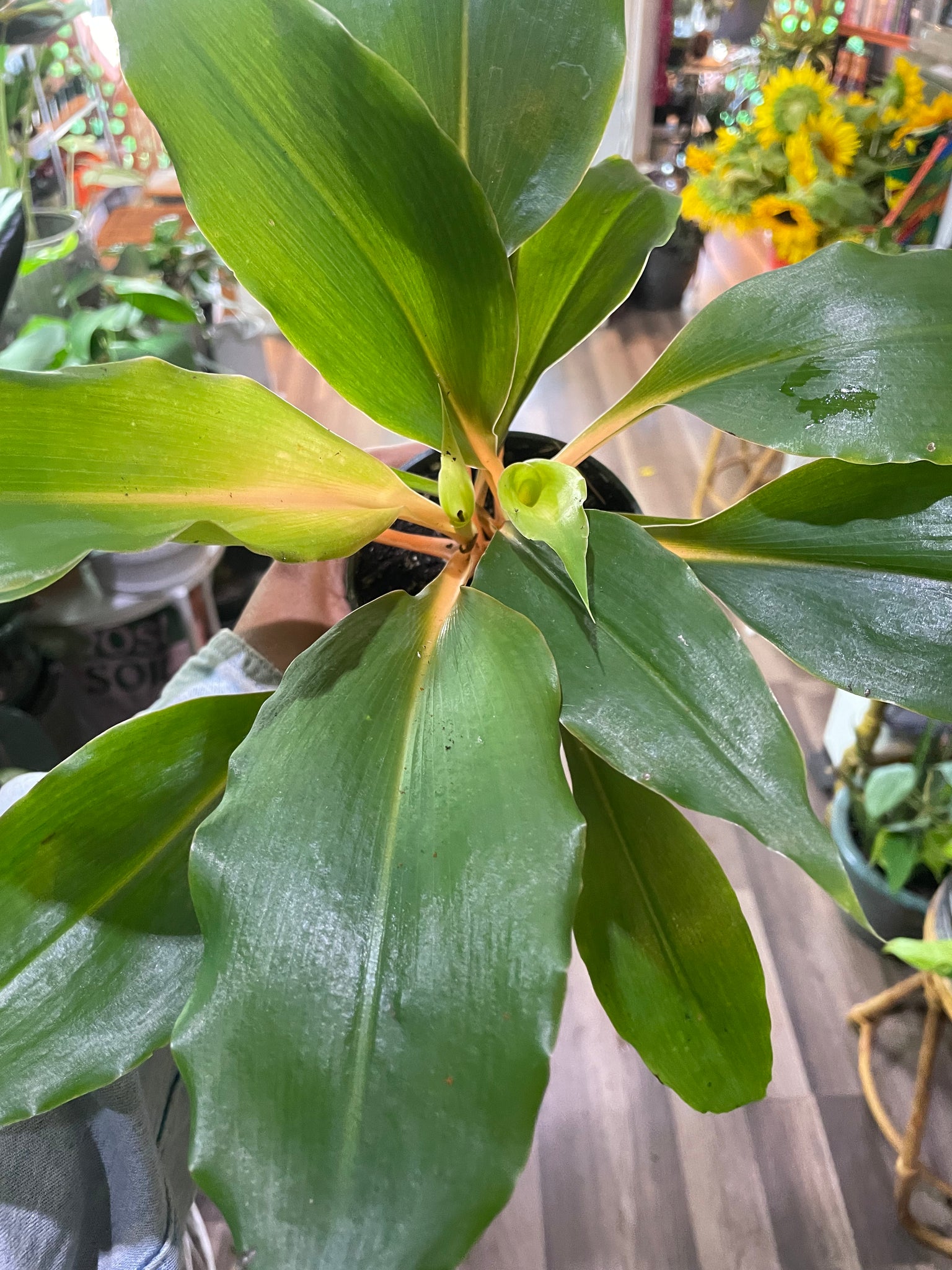 Fire Flash, Chlorophytum Orchidastrum