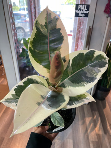 Ficus Elastica Tineke