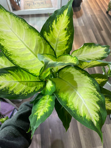 Dieffenbachia