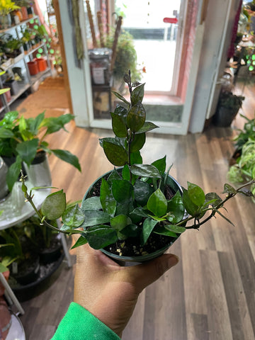 Hoya Krohniana Black