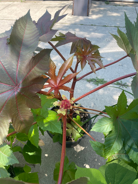 Red Ricinus, Castor Plant