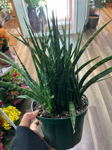 Sansevieria Mikado