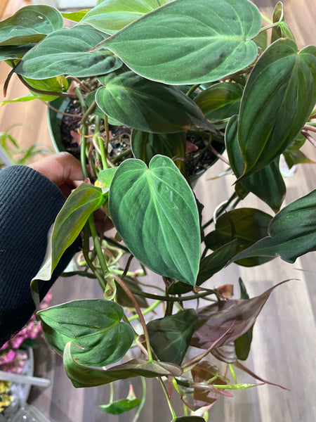 Mican Philodendron