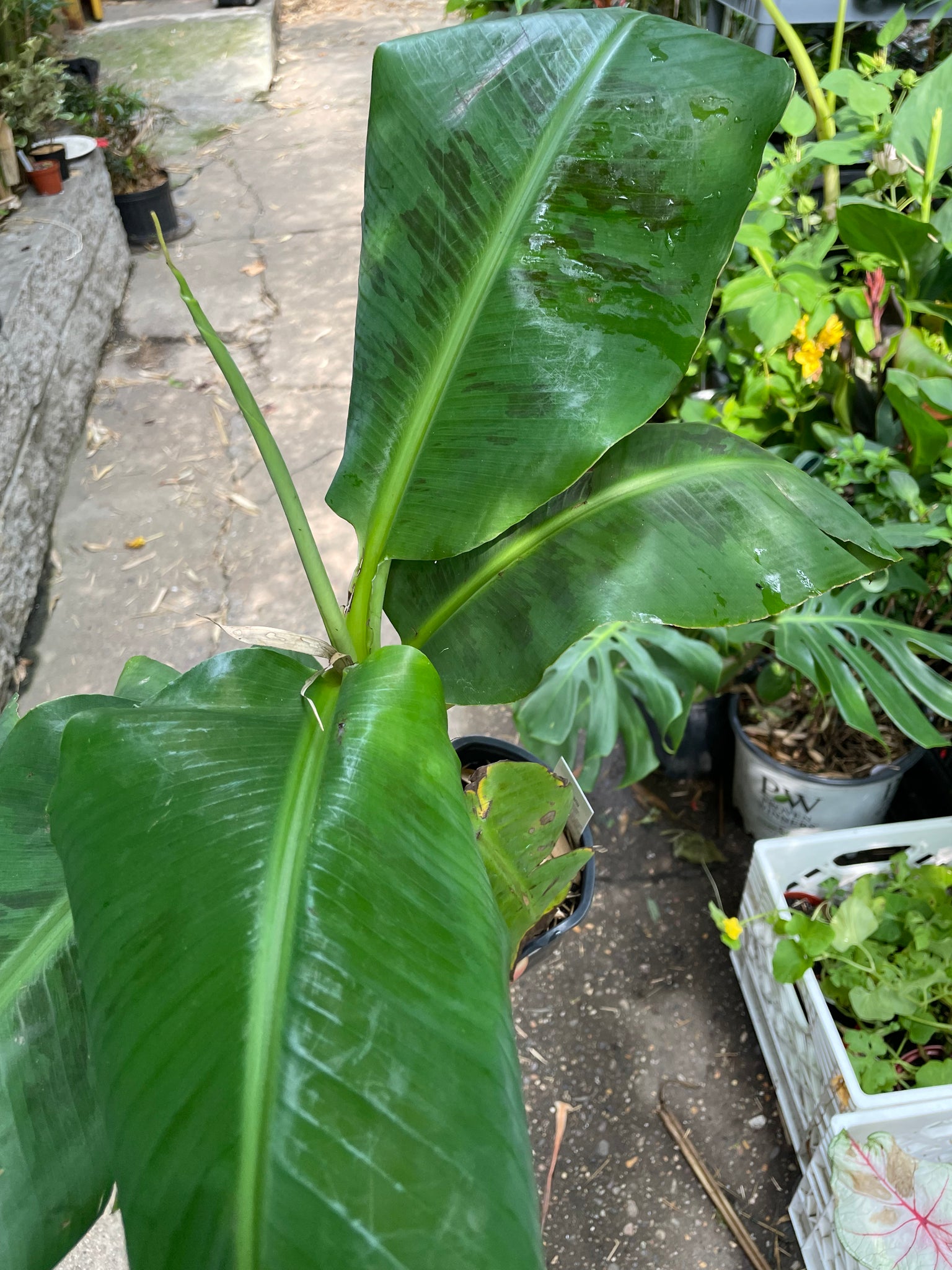 Banana Musa Dwarf Cavendish