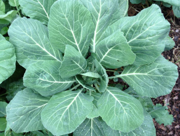 Champion Collard Seeds