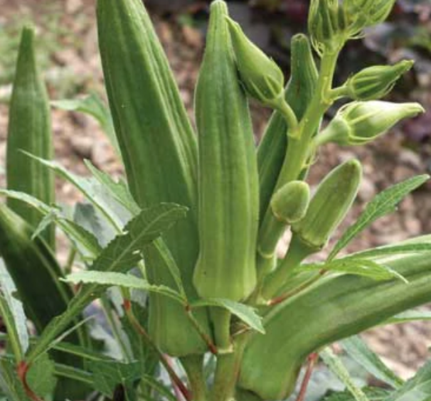 Cajun Jewel Okra Seeds