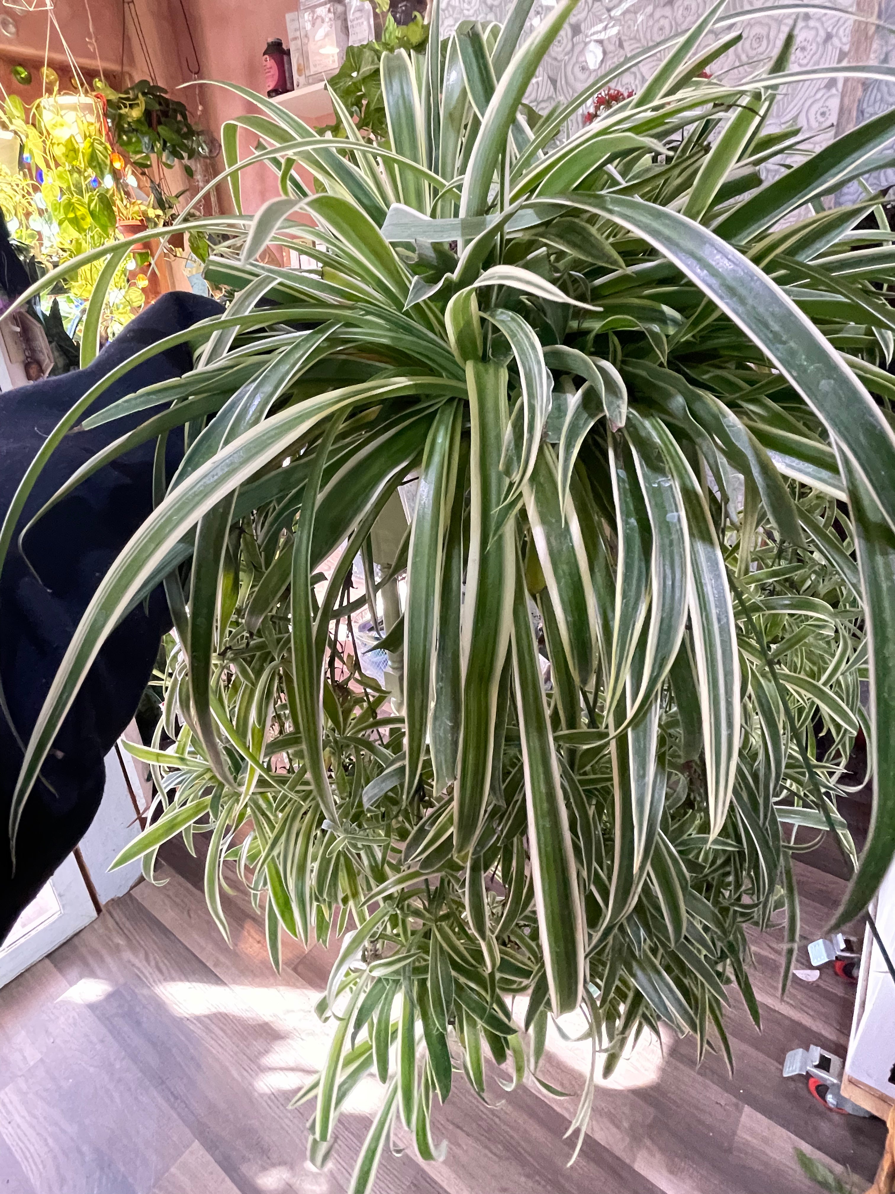 Spider Plant, Chlorophytum comosum