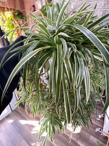 Spider Plant, Chlorophytum comosum variegatum