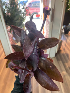 Purple Queen Plant