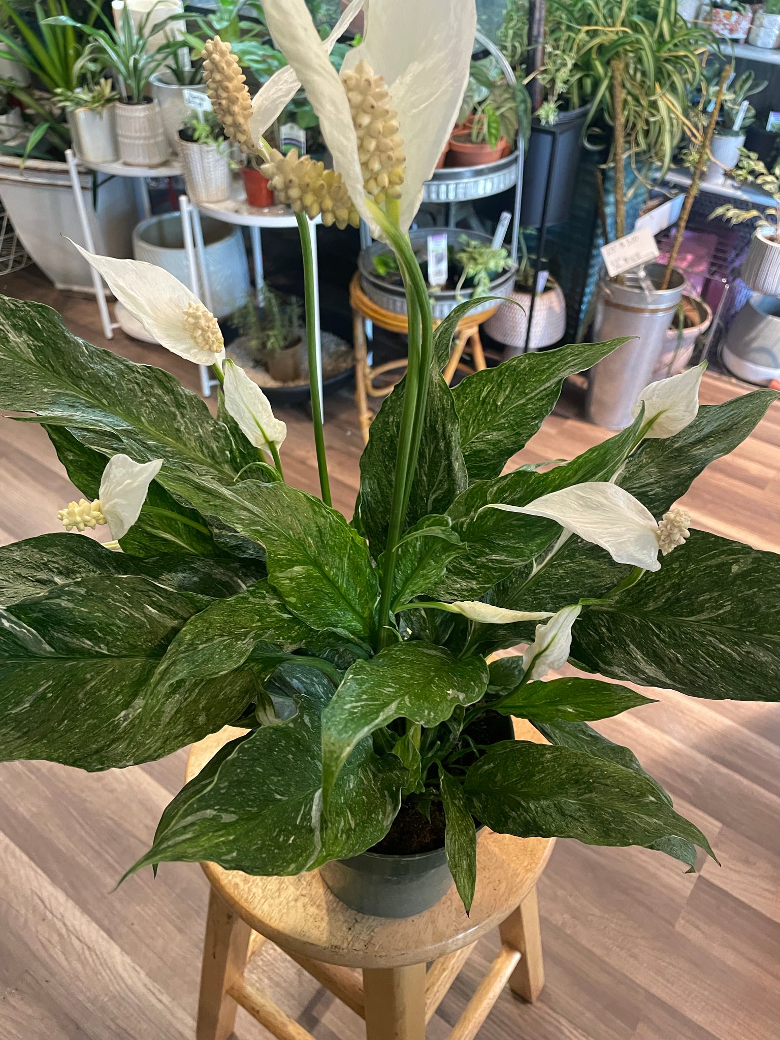 Spathiphyllum Domino, Domino Peace Lily