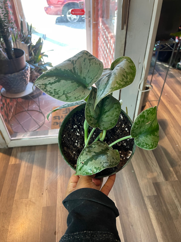 Scindapsus Pictus 'Exotica' Pothos – Bumble Plants