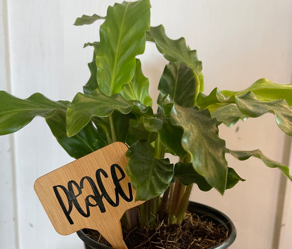 Wise words plant tags