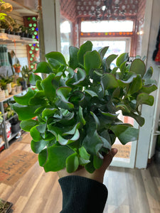 Ripple Jade, Crassula arborescens