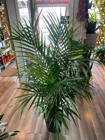 Majesty Palm, Ravenea Rivularis