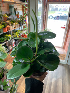 Peperomia Obtusifolia