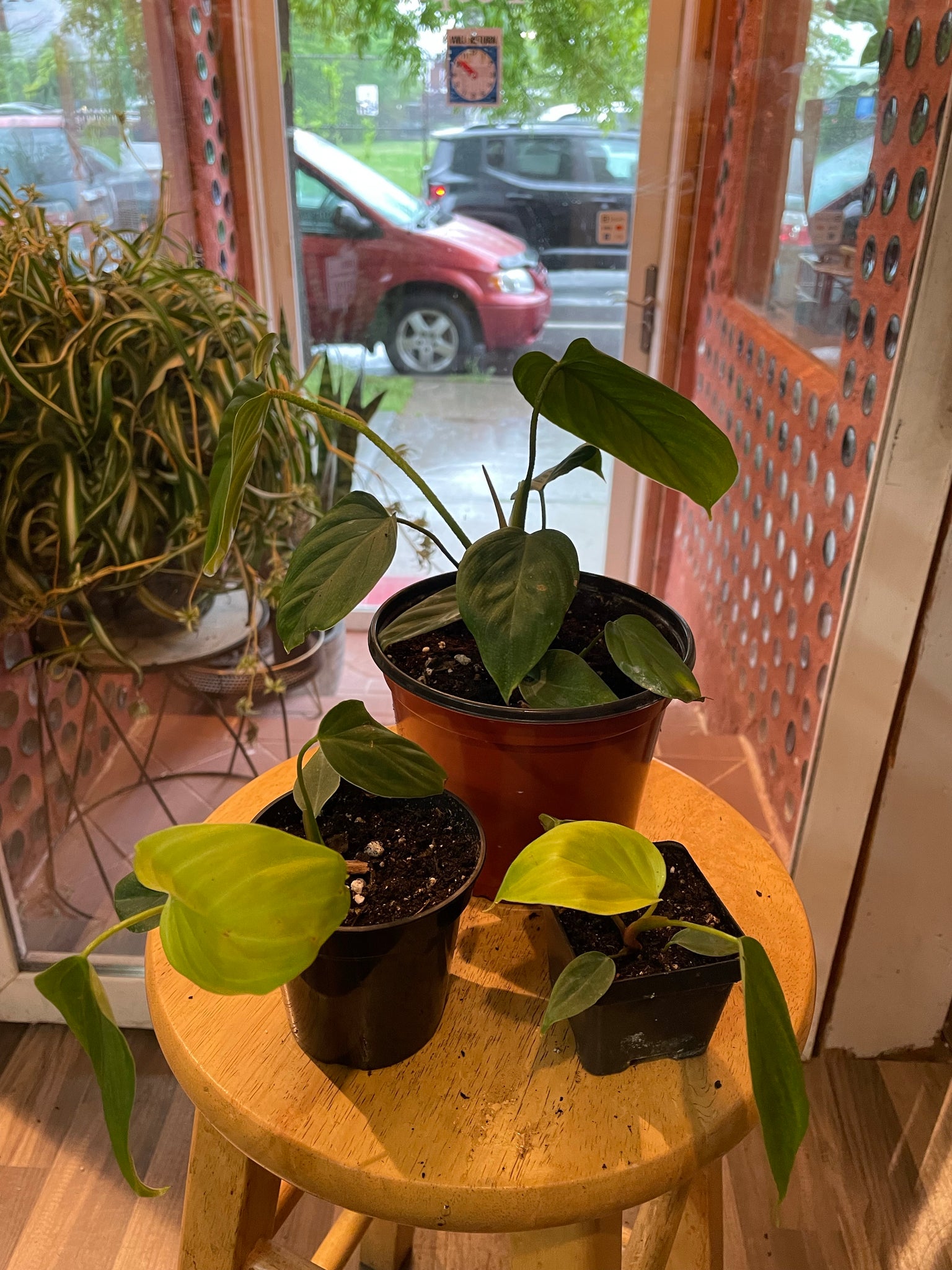 Philodendron Fuzzy Petiol