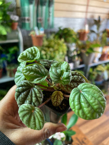 Peperomia caperata 'Burbella'
