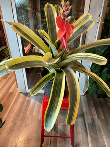 Bromelia Aechmea, Romero Albomarginata