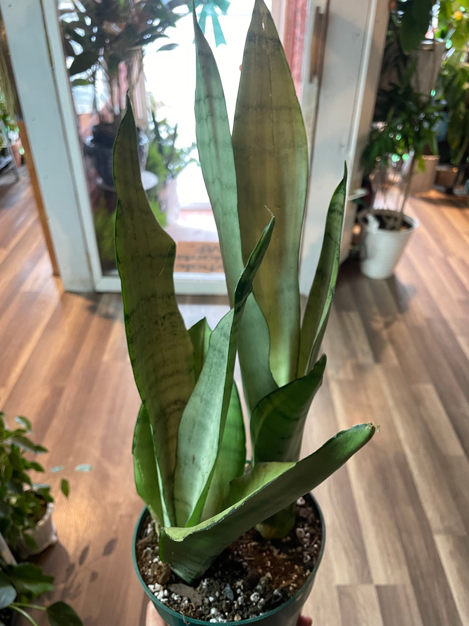 Sansevieria Moonshine, Trifasciata