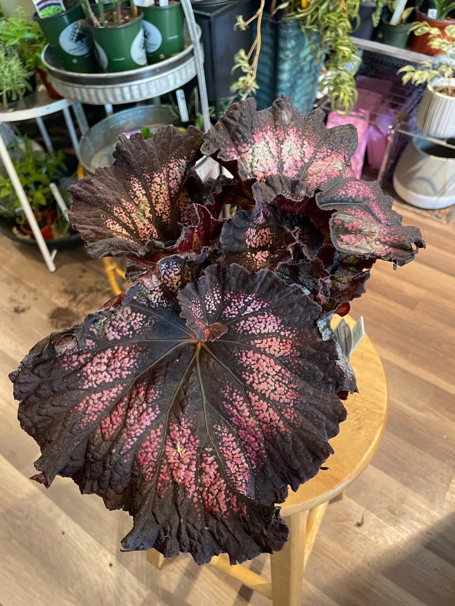Silver Swirl Rex Begonia