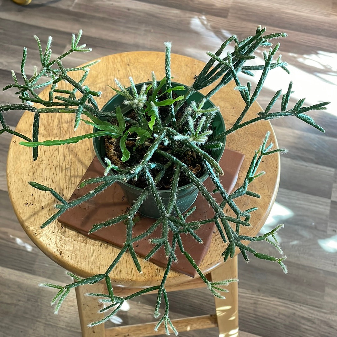 Erthrorhipsalis