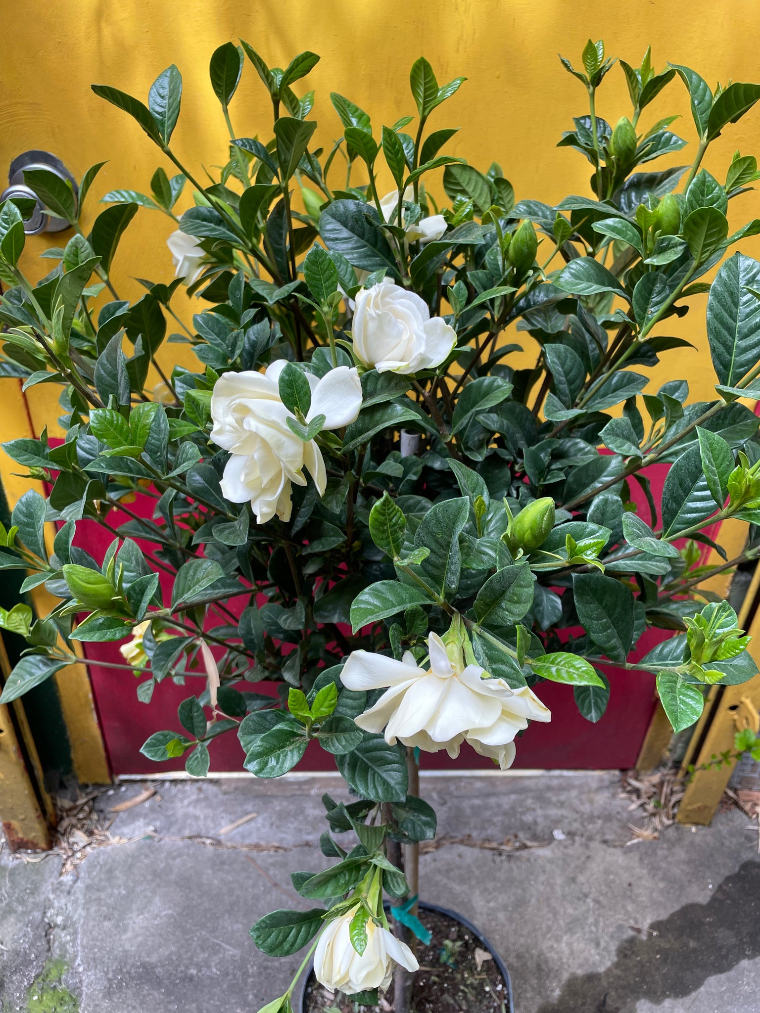 Gardenia