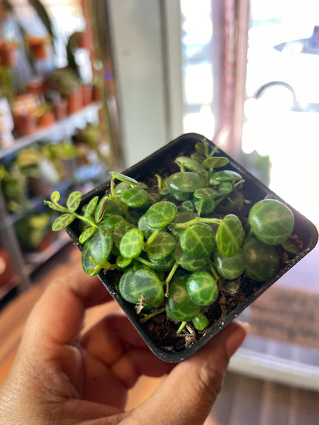 String of turtles Peperomia Postrata