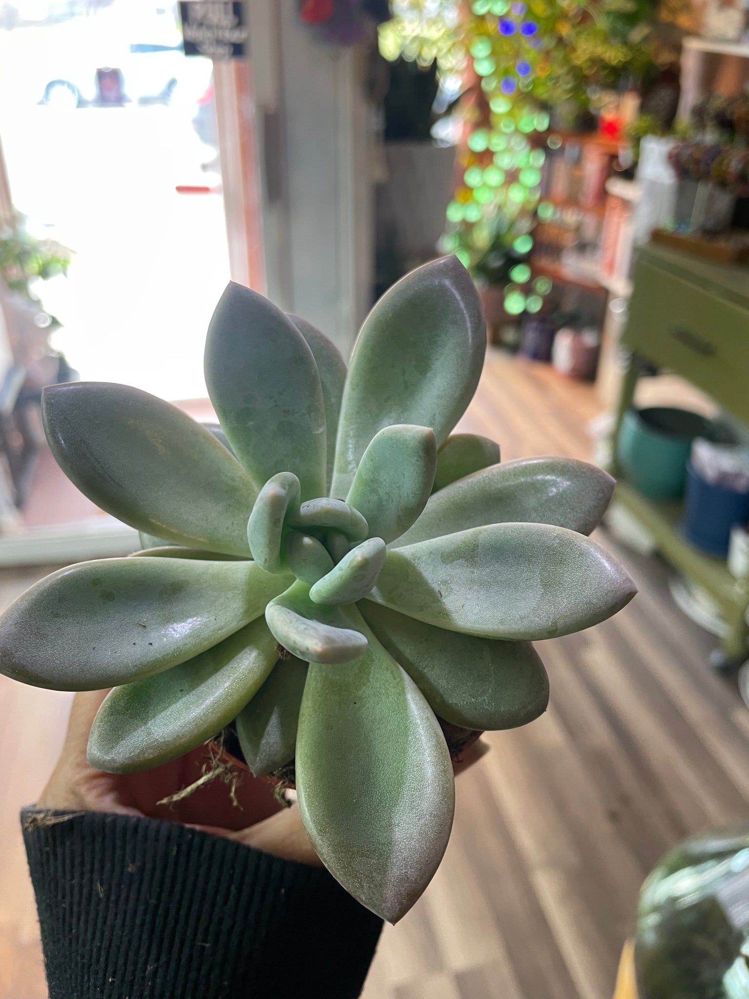 Sticky Moonstone Cactus Pachyphytum Glutinicaule