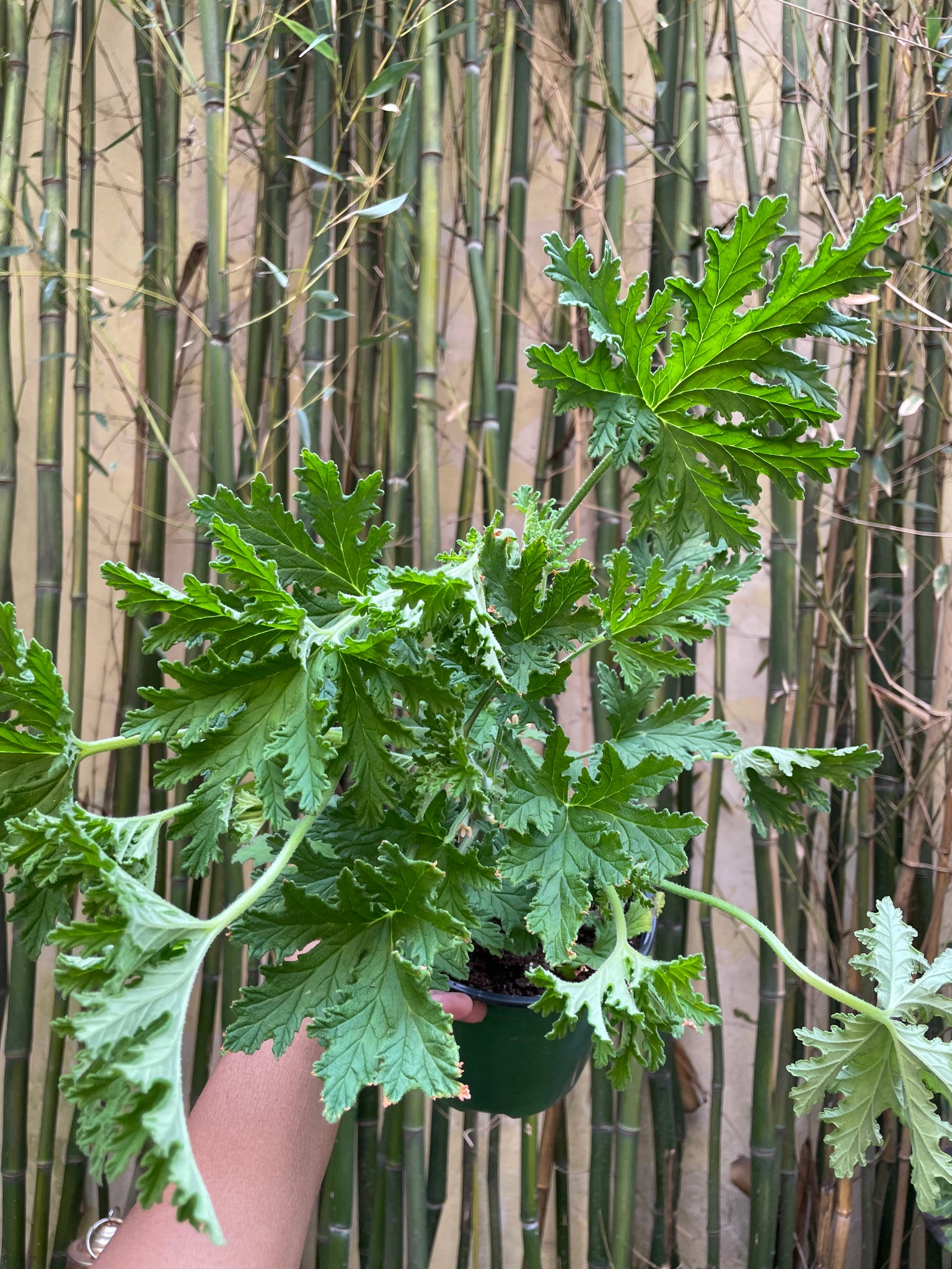 Citronella