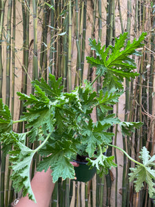 Citronella