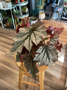 Begonia Looking Glass Angelwing