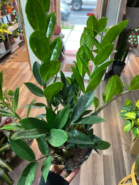 ZZ plant Zamioculcas Zamiifoli