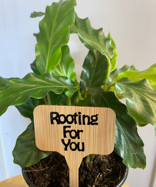 Wise words plant tags